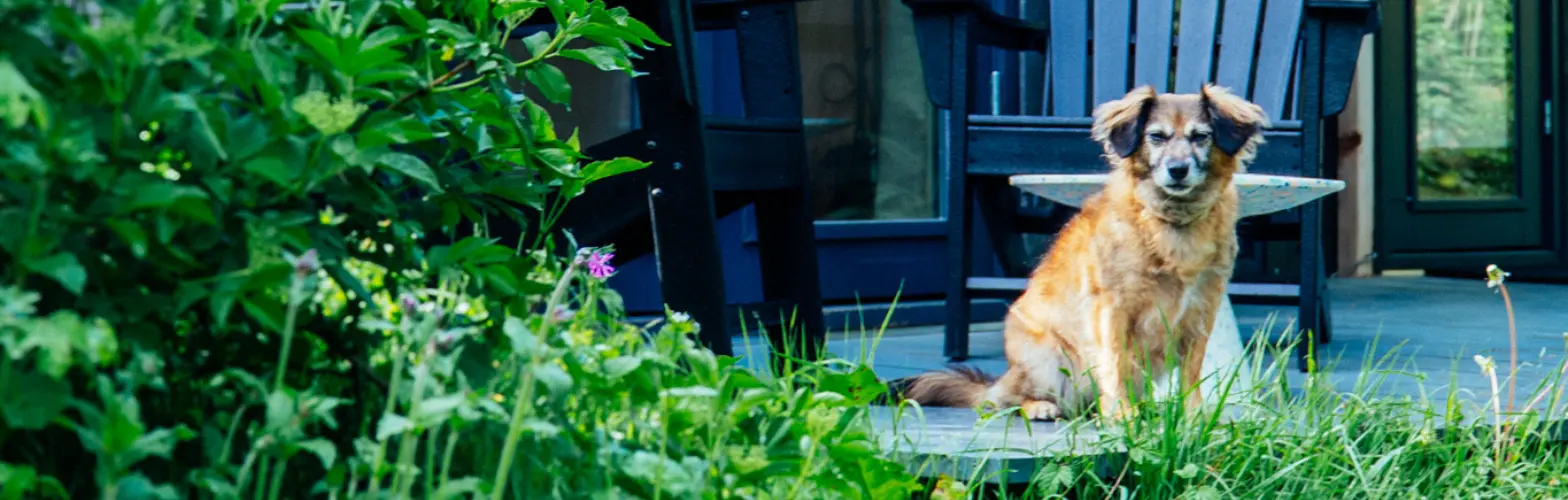 Hond plastic huis gespiegeld