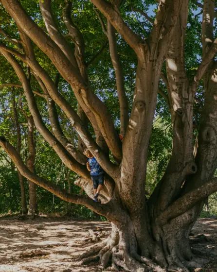 Boom6 campinggeversduin 1