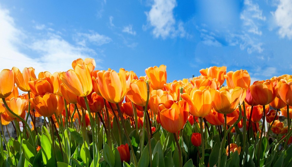 tulips flowers sky