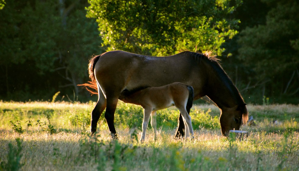 baby horse eating gras kennemerland Geversduin nord holland